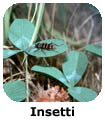 Insetti